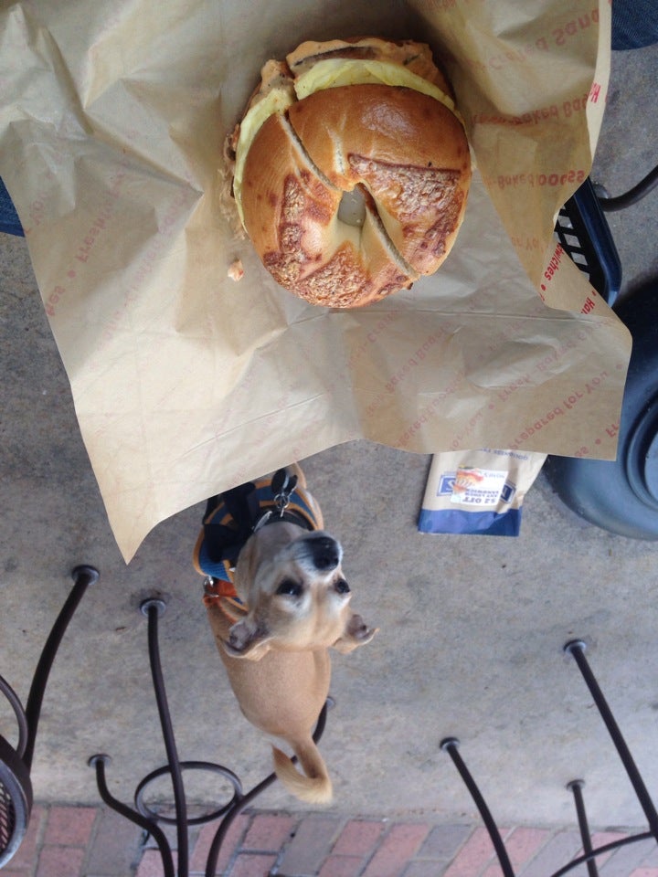 Noah's NY Bagels photo 5