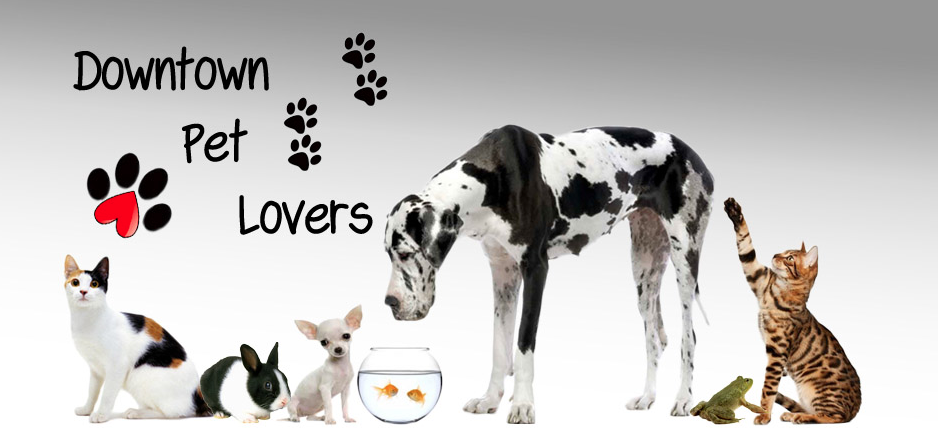 Downtown Pet Lovers main photo