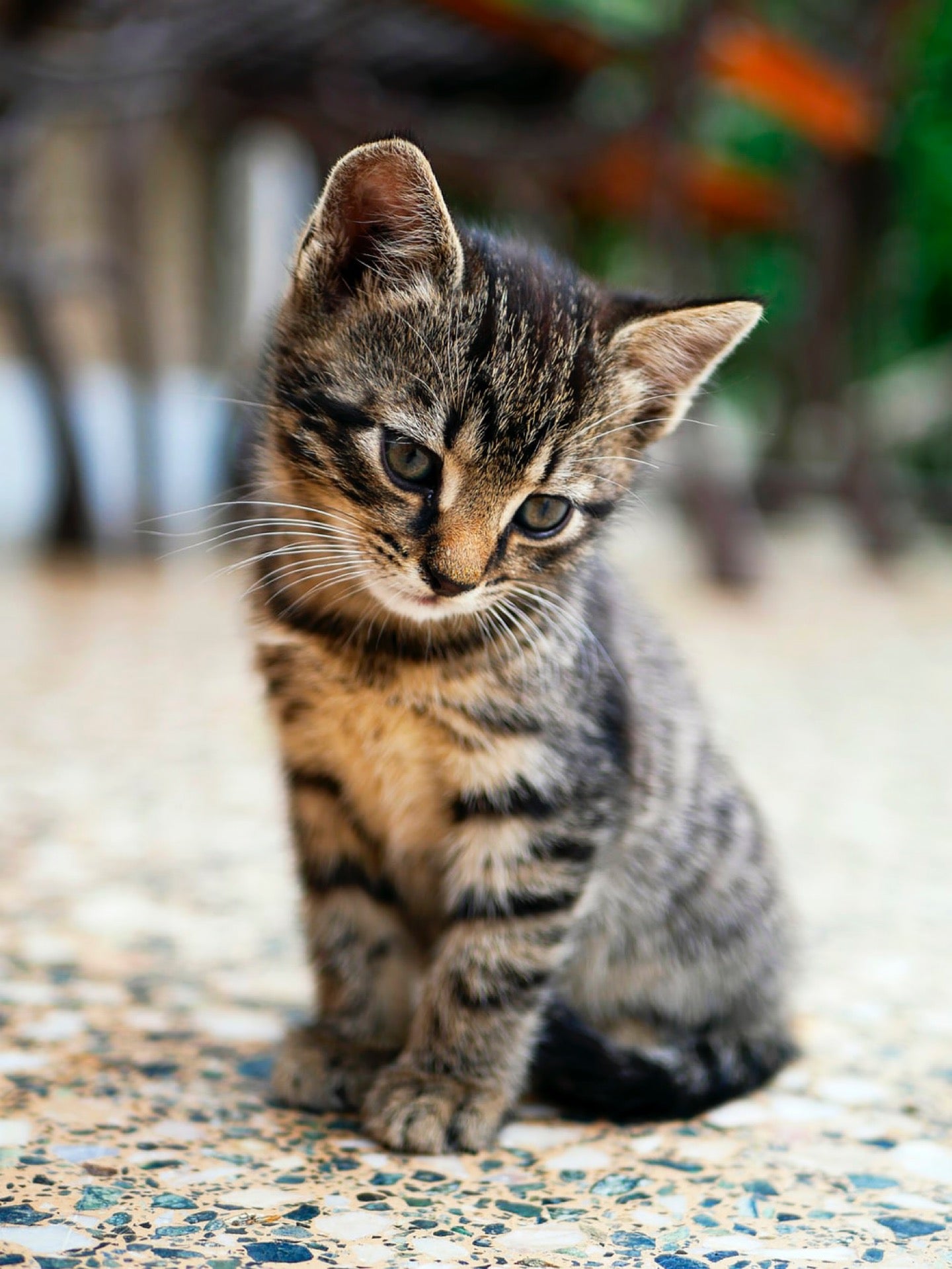 Kitten Rescue main photo