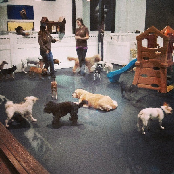 D Pet Hotels Hollywood photo 2