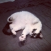 Sitter4Paws-Los Angeles photo 5