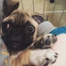 Sitter4Paws-Los Angeles main photo
